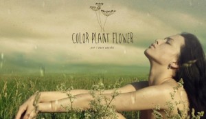 color-plant-flower